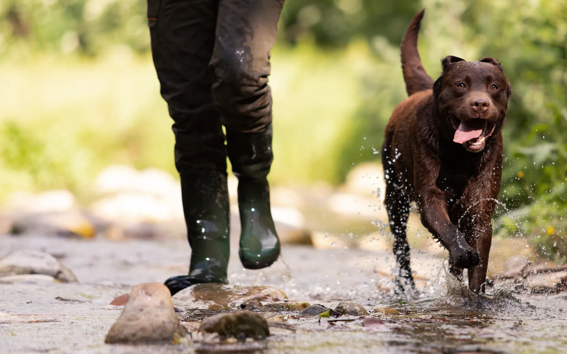 Bindungsspaziergänge Hund