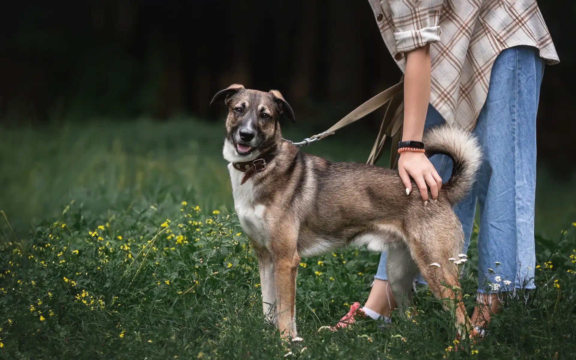 Individuelles Einzeltraining Hund