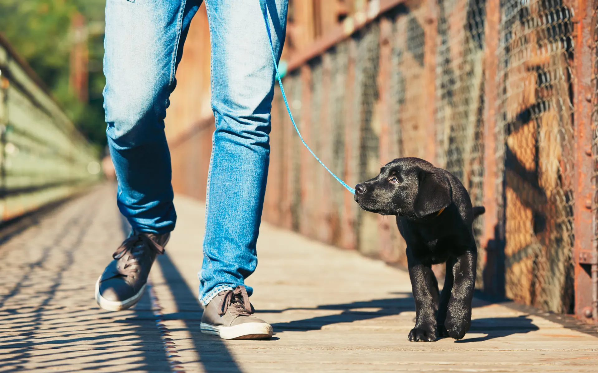 Welpentraining Hund Düsseldorf