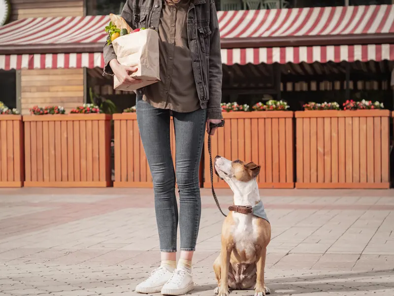 Alltagstraining für Hunde