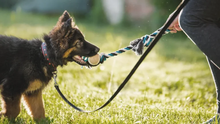Belohnung ohne Leckerchen