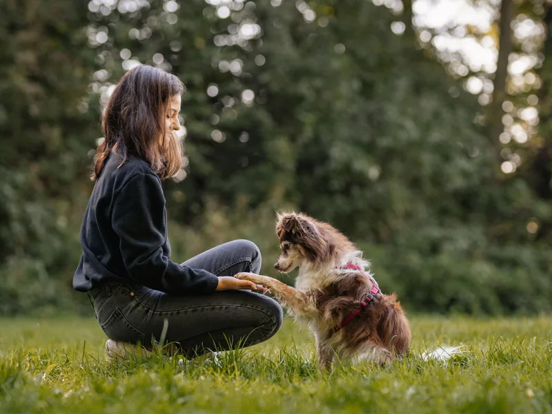 Bindungsspaziergang Hund
