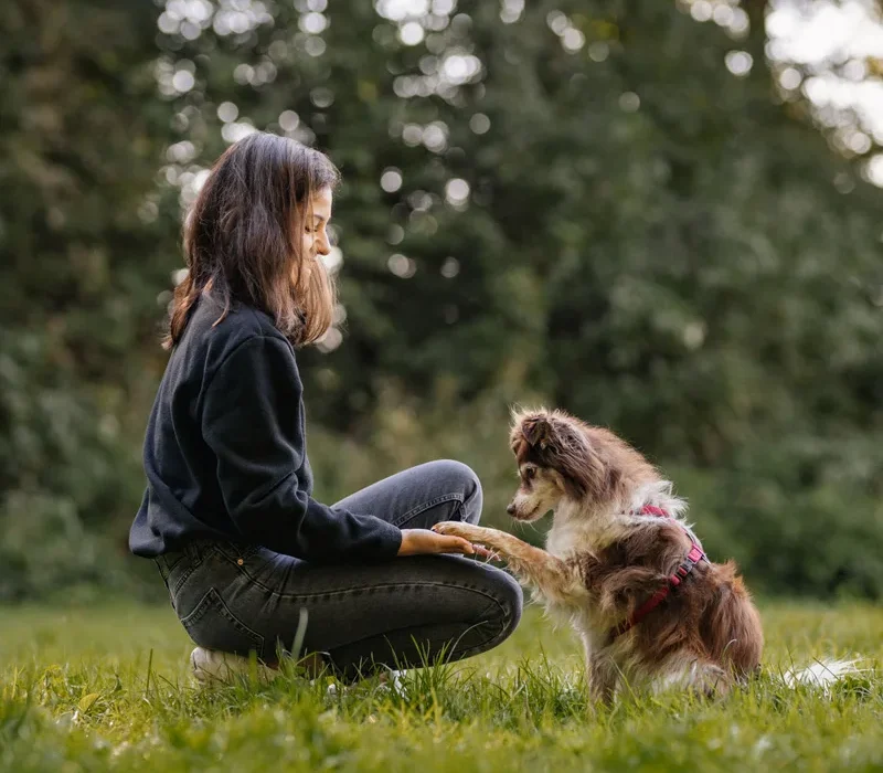 Bindungsspaziergang für Hunde