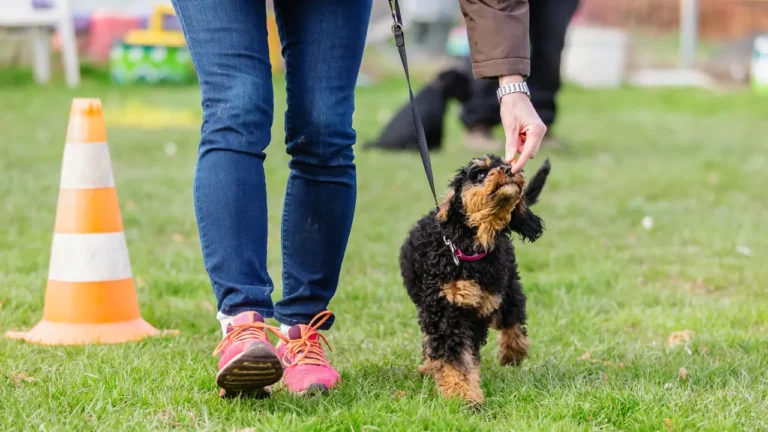 Erste Schritte zum Fuß
