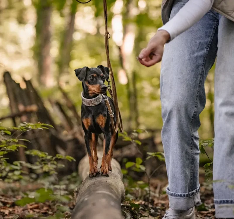 Spaziergang Bindung Hund