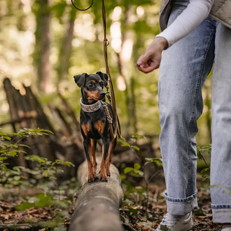 Spaziergang Bindung Hund