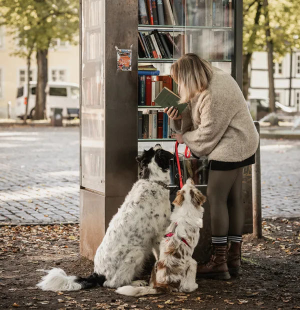 Training Alltag Hund