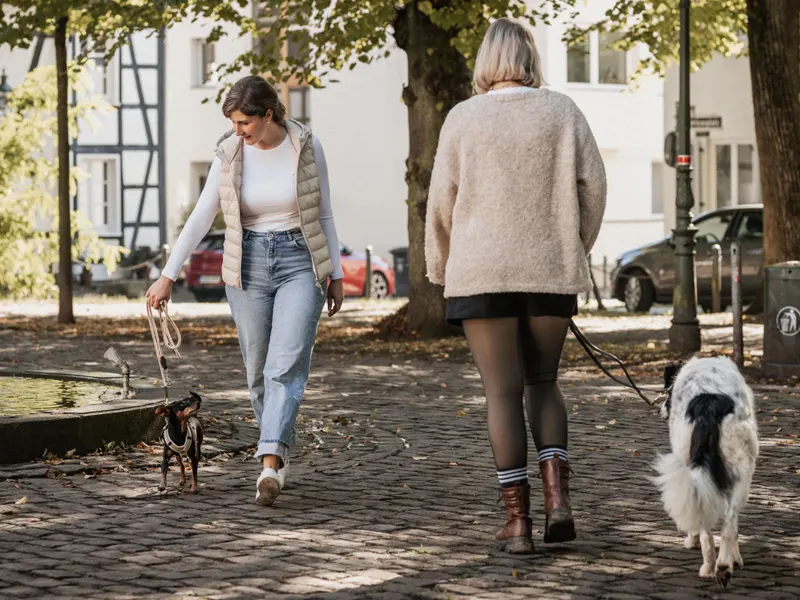 Training Hundebegegnung