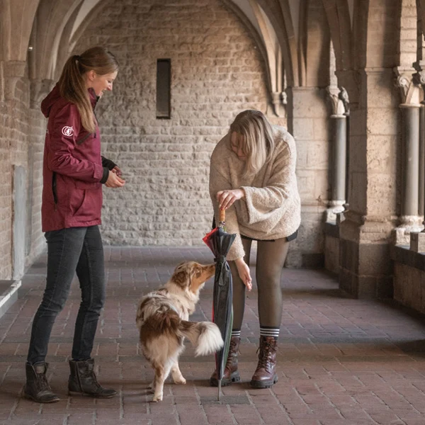 Tricktraining Hund