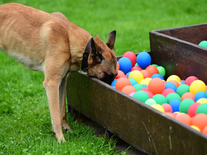 Aktivität mit Hund in Düsseldorf