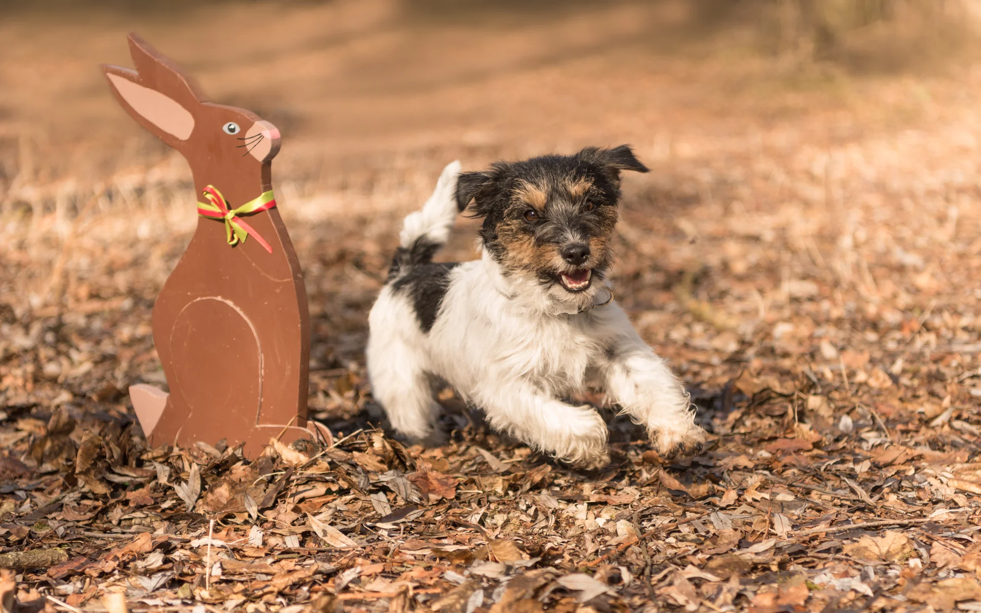 Aktivität mit Hund in Düsseldorf